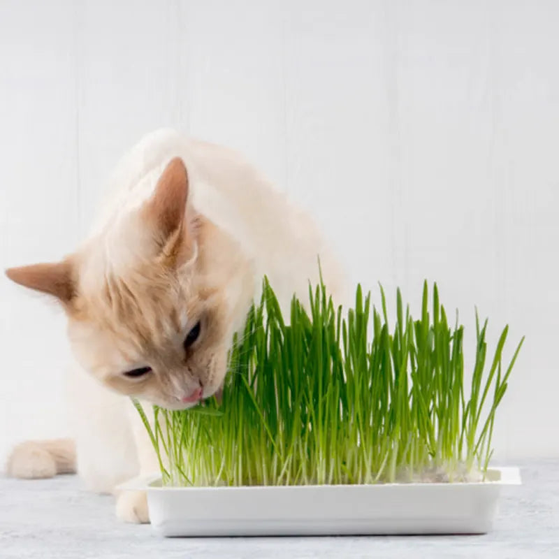 Cat Grass